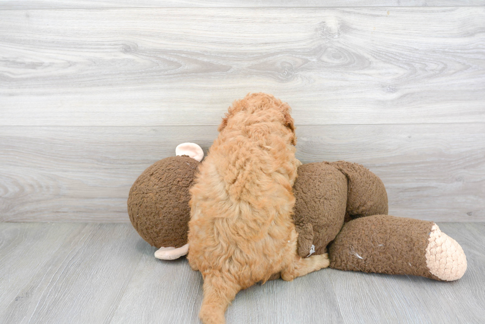 Friendly Mini Goldendoodle Baby