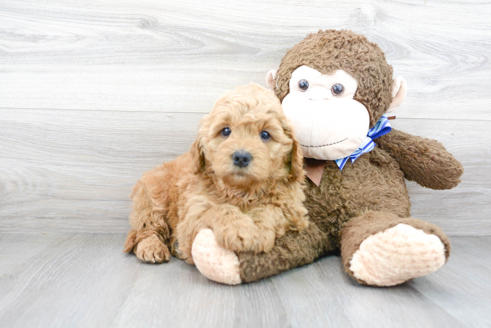 Energetic Golden Retriever Poodle Mix Puppy