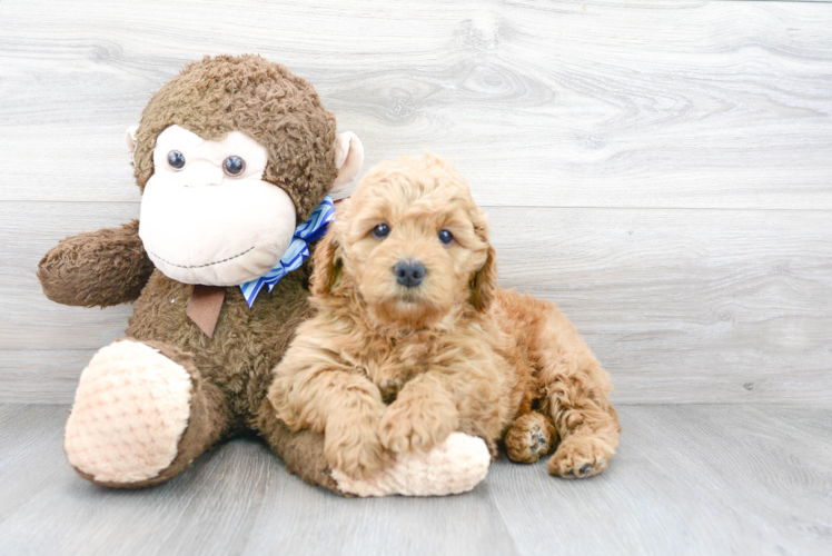 Best Mini Goldendoodle Baby