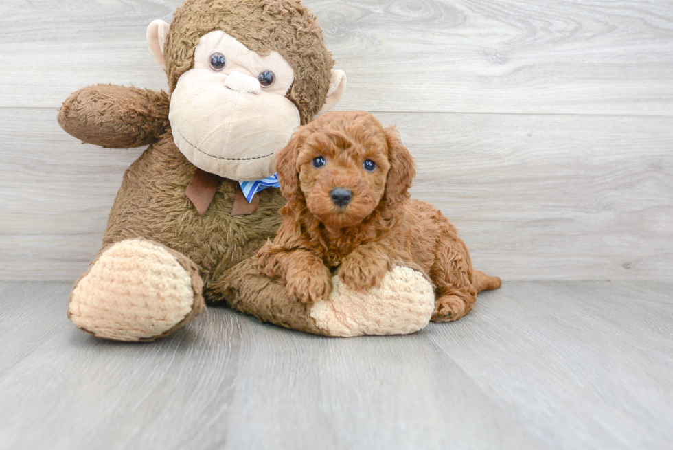 Playful Golden Retriever Poodle Mix Puppy