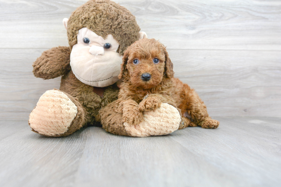 Cute Mini Goldendoodle Poodle Mix Pup