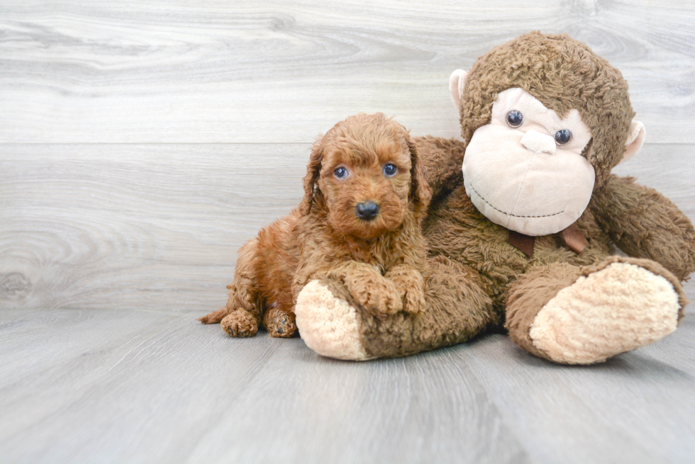 Mini Goldendoodle Puppy for Adoption