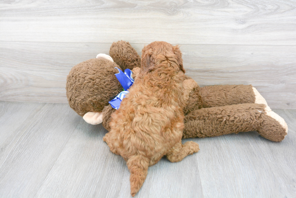 Mini Goldendoodle Pup Being Cute