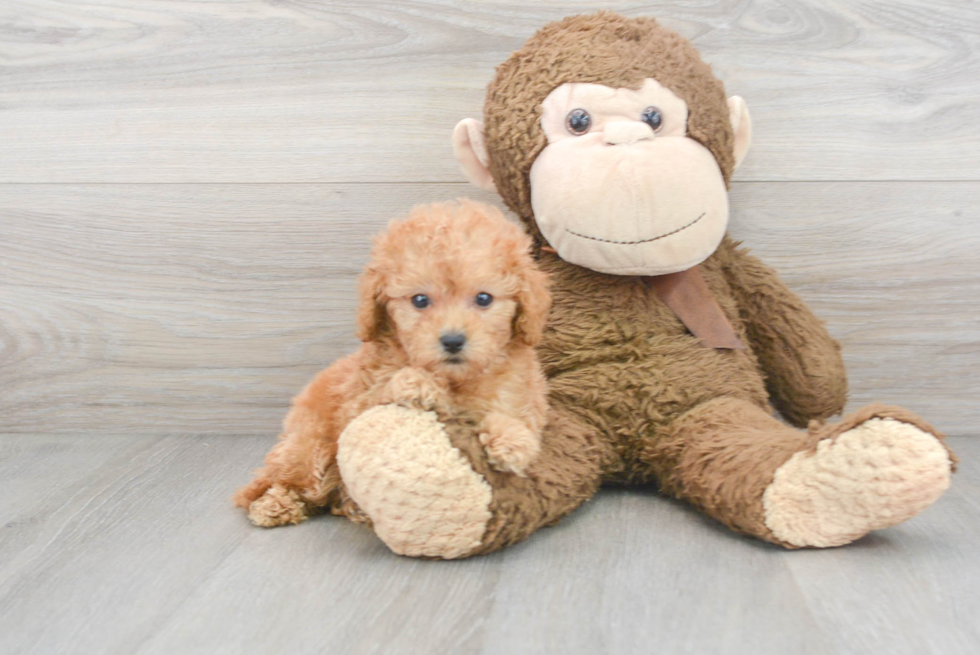 Cute Mini Goldendoodle Baby