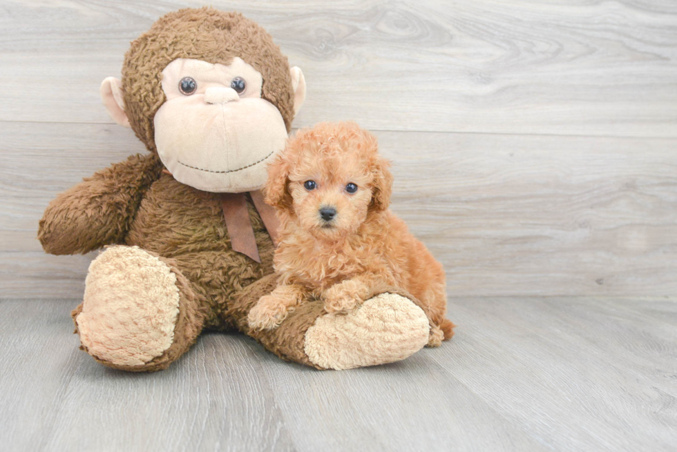 Best Mini Goldendoodle Baby