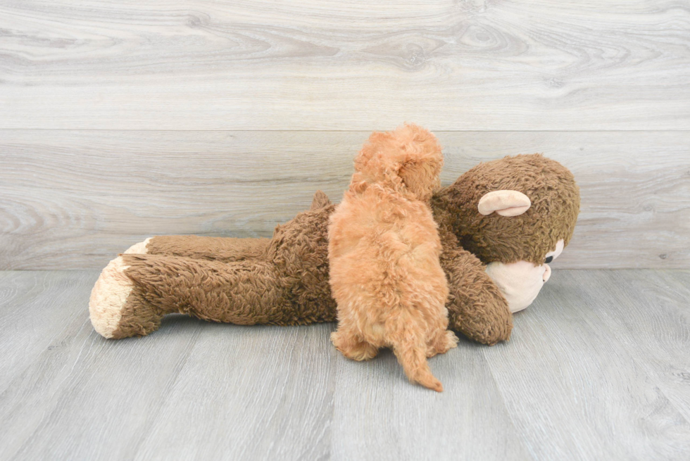 Cute Golden Retriever Poodle Mix Puppy