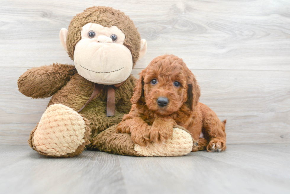 Mini Goldendoodle Puppy for Adoption