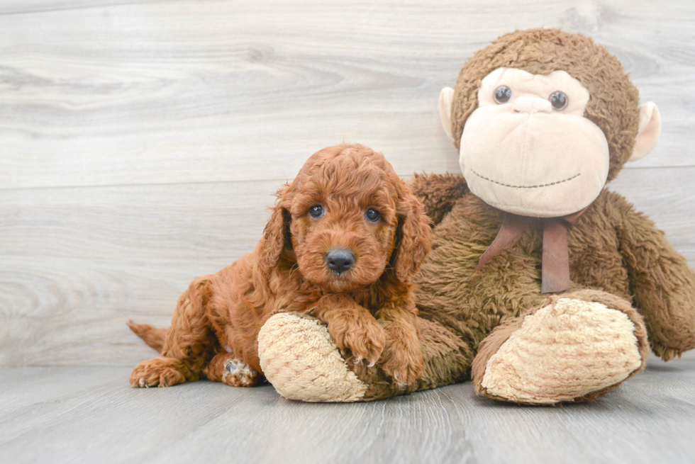 Best Mini Goldendoodle Baby