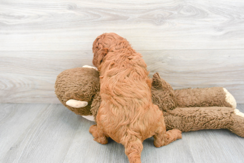 Mini Goldendoodle Puppy for Adoption