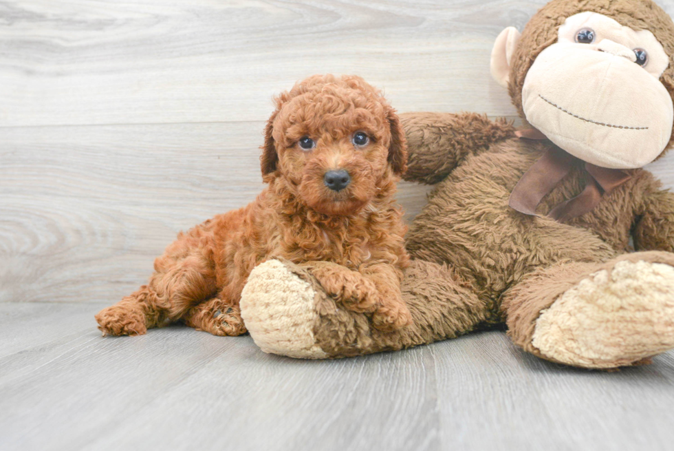 Mini Goldendoodle Pup Being Cute