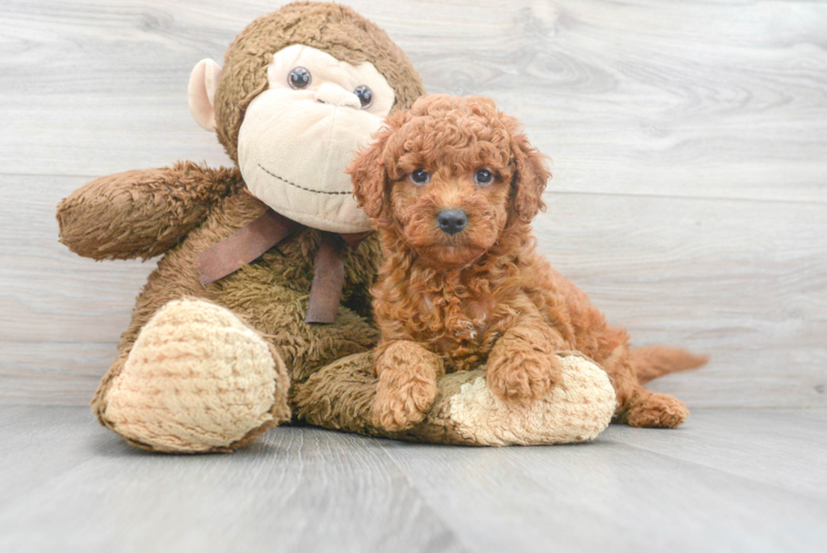 Mini Goldendoodle Pup Being Cute