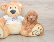 7 week old Mini Goldendoodle Puppy For Sale - Premier Pups