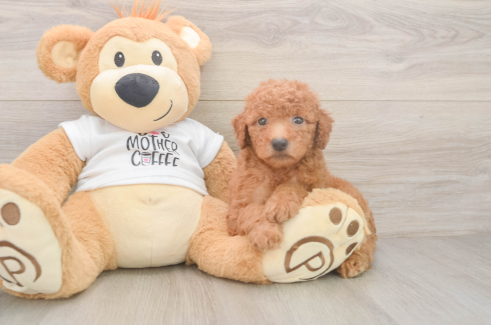5 week old Mini Goldendoodle Puppy For Sale - Premier Pups