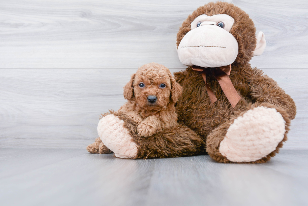 Best Mini Goldendoodle Baby