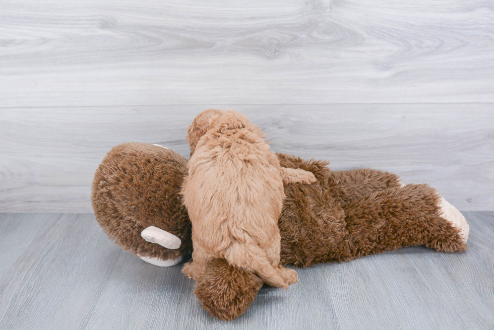 Fluffy Mini Goldendoodle Poodle Mix Pup