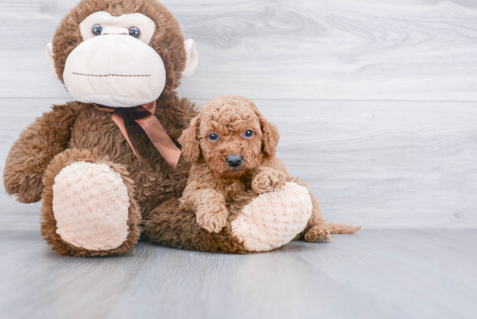 Little Golden Retriever Poodle Mix Puppy