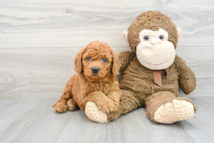 Best Mini Goldendoodle Baby