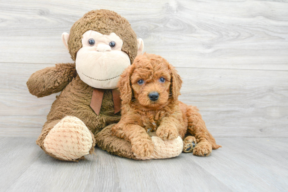 Sweet Mini Goldendoodle Baby