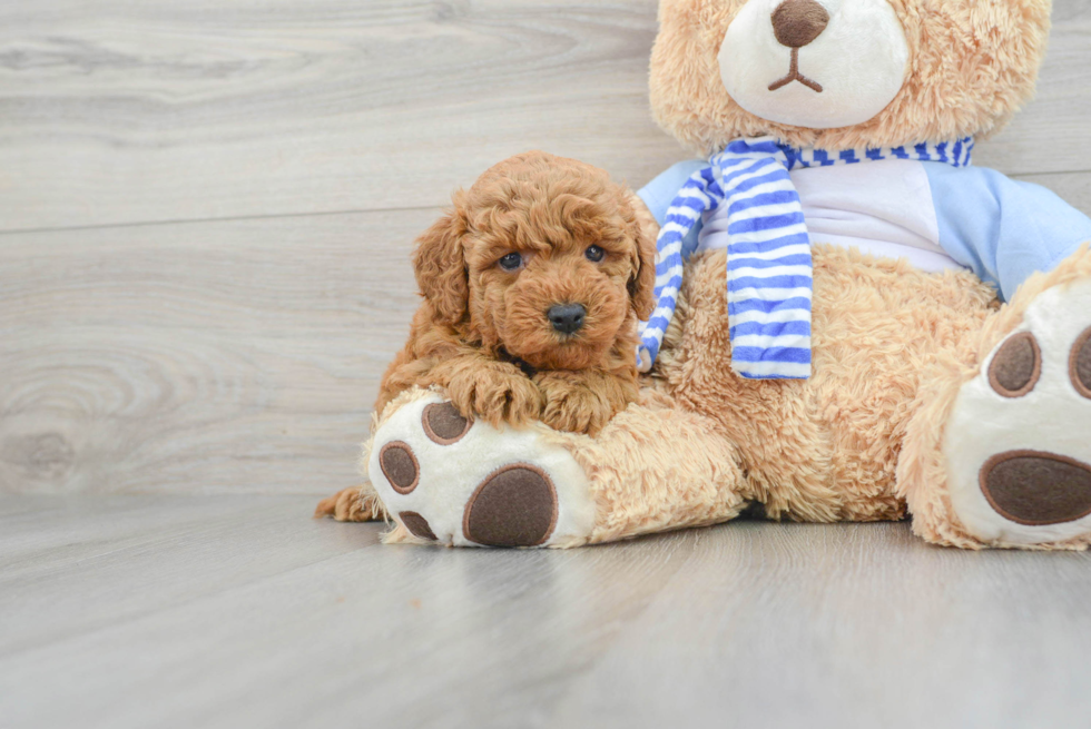 Friendly Mini Goldendoodle Baby