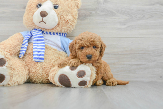 Best Mini Goldendoodle Baby