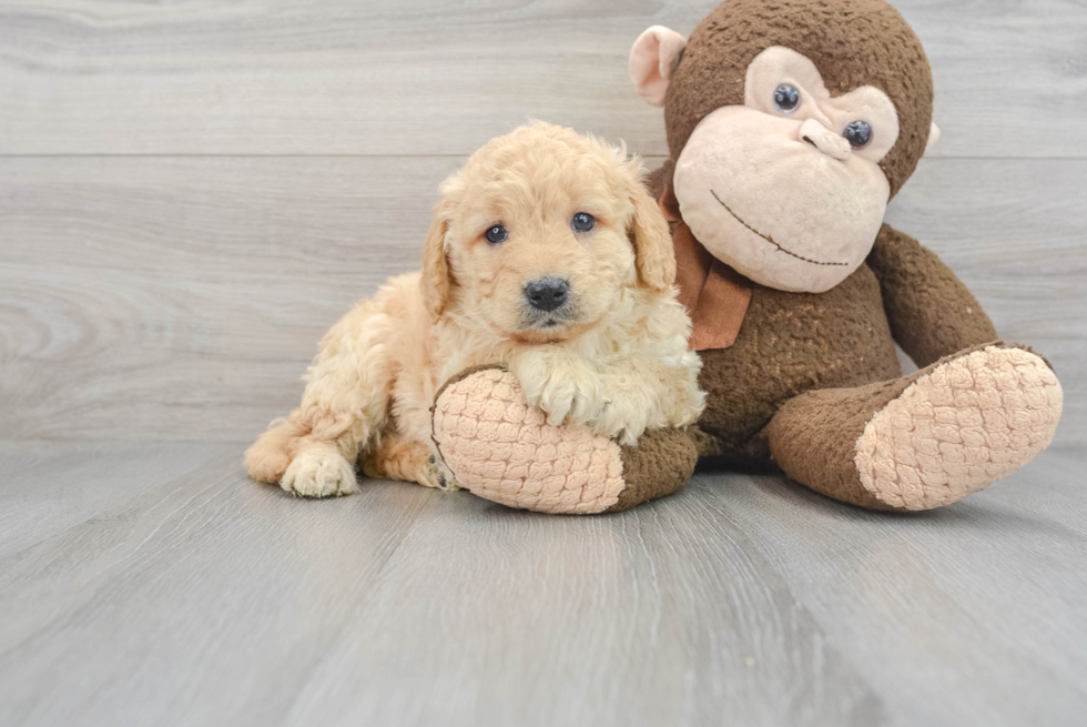 Hypoallergenic Golden Retriever Poodle Mix Puppy