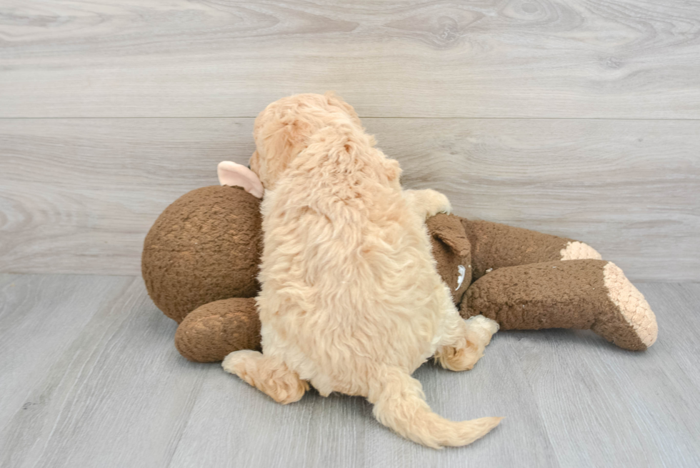 Mini Goldendoodle Pup Being Cute