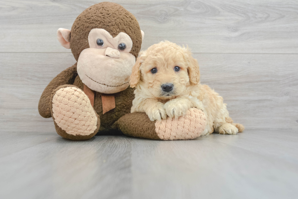 Mini Goldendoodle Puppy for Adoption