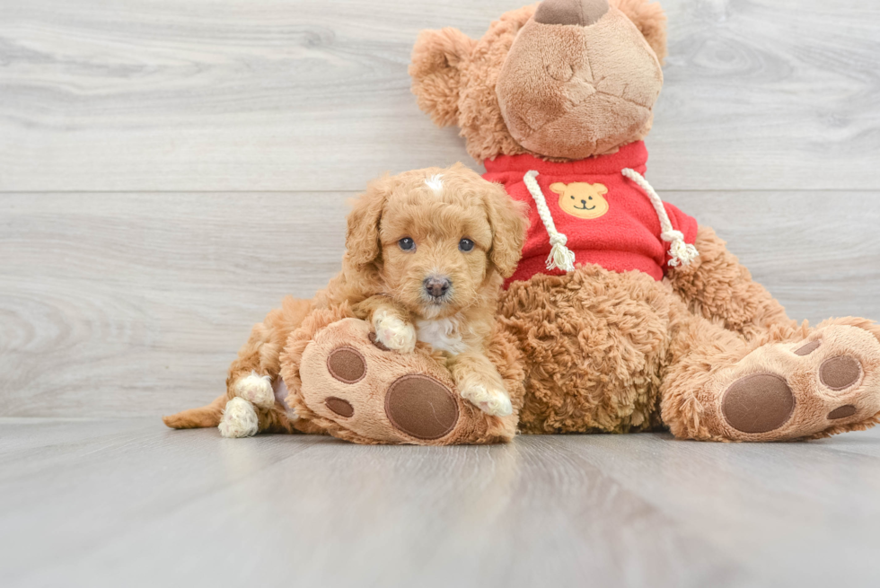 Little Golden Retriever Poodle Mix Puppy