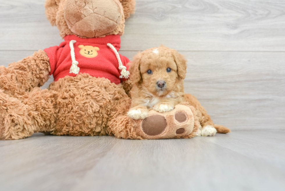 Best Mini Goldendoodle Baby