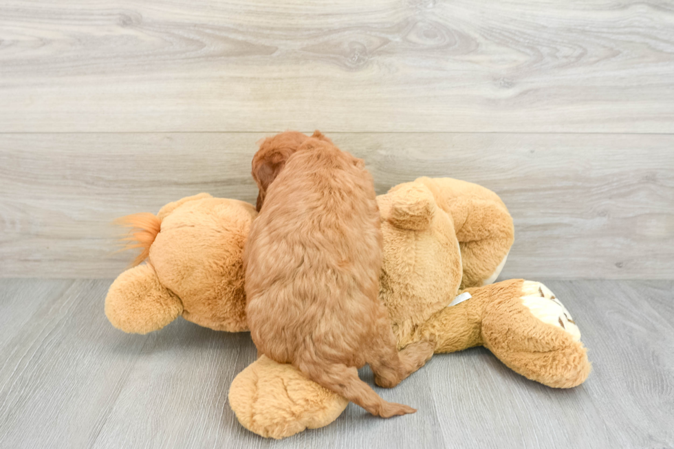 Mini Goldendoodle Puppy for Adoption