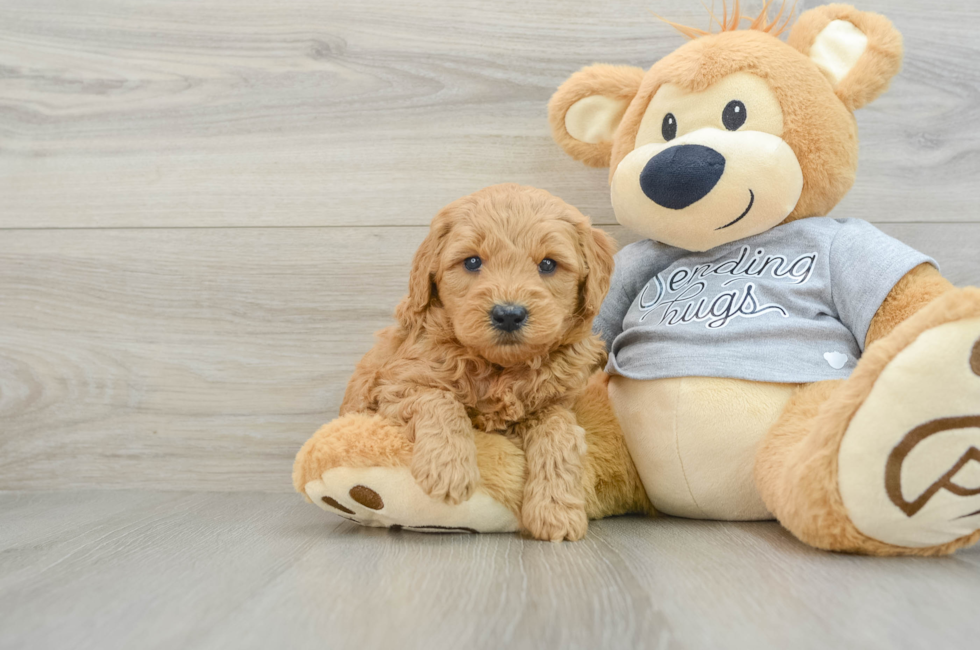 5 week old Mini Goldendoodle Puppy For Sale - Premier Pups