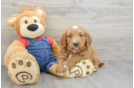 Mini Goldendoodle Puppy for Adoption