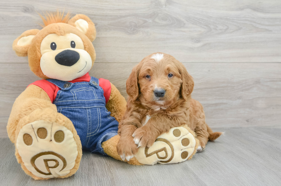 5 week old Mini Goldendoodle Puppy For Sale - Premier Pups