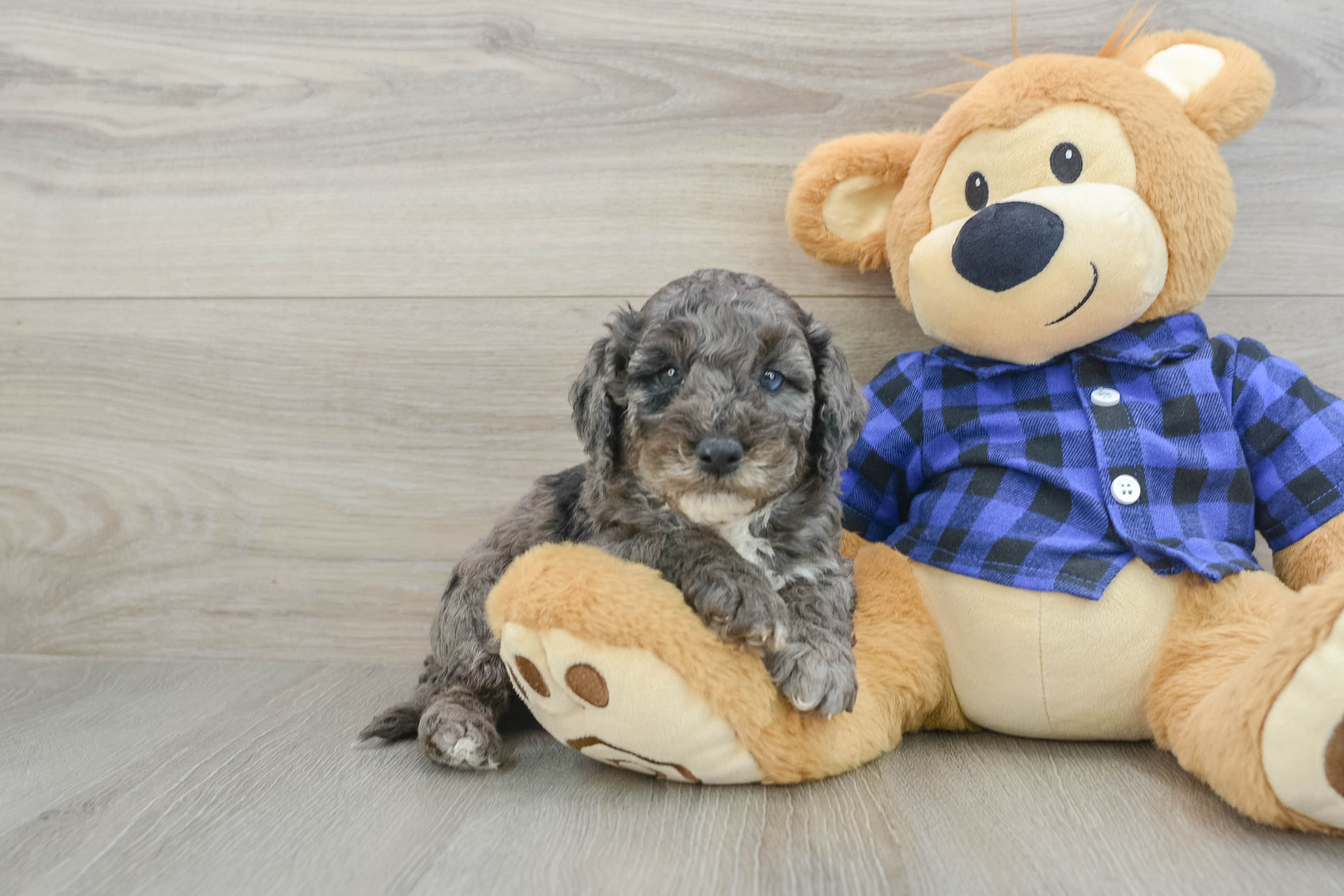 Friendly Mini Goldendoodle Baby