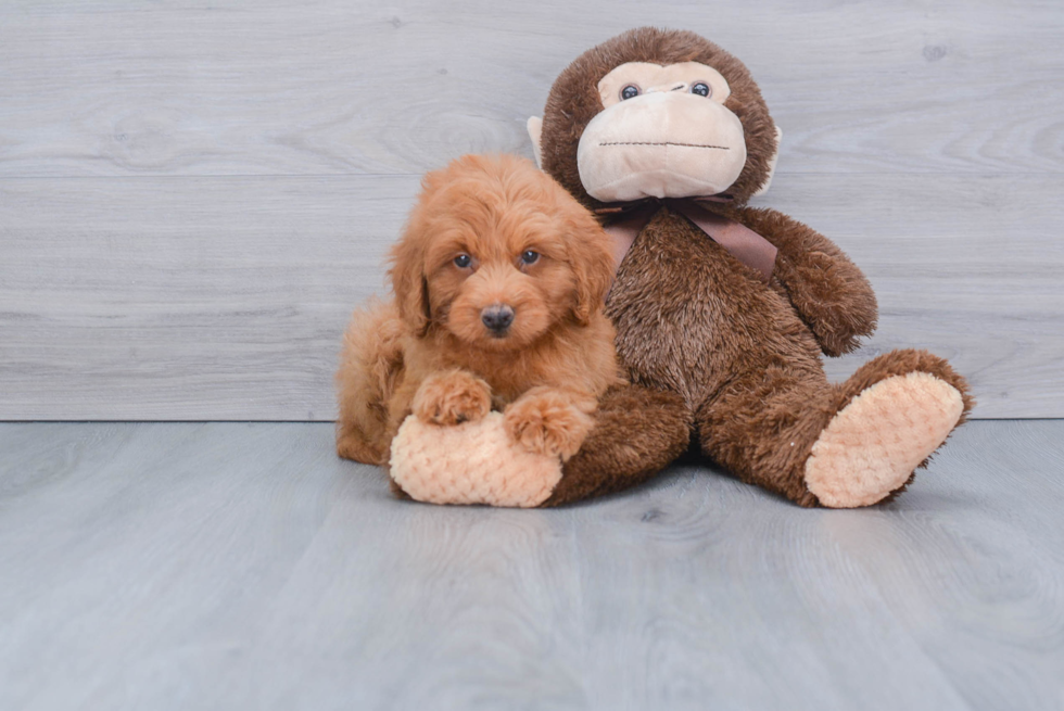 Popular Mini Goldendoodle Poodle Mix Pup