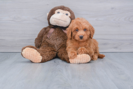 Funny Mini Goldendoodle Poodle Mix Pup