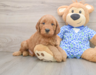 7 week old Mini Goldendoodle Puppy For Sale - Premier Pups