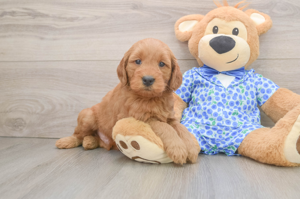 6 week old Mini Goldendoodle Puppy For Sale - Premier Pups