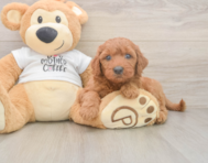 7 week old Mini Goldendoodle Puppy For Sale - Premier Pups