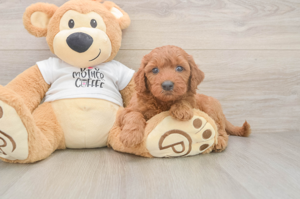 5 week old Mini Goldendoodle Puppy For Sale - Premier Pups