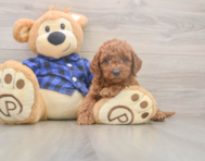 6 week old Mini Goldendoodle Puppy For Sale - Premier Pups