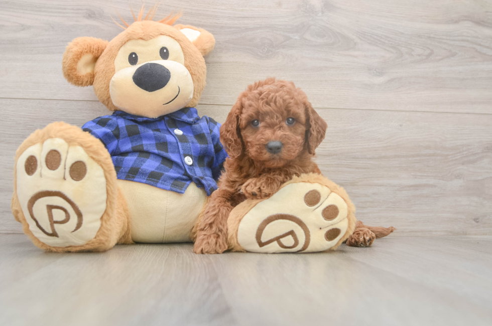 5 week old Mini Goldendoodle Puppy For Sale - Premier Pups