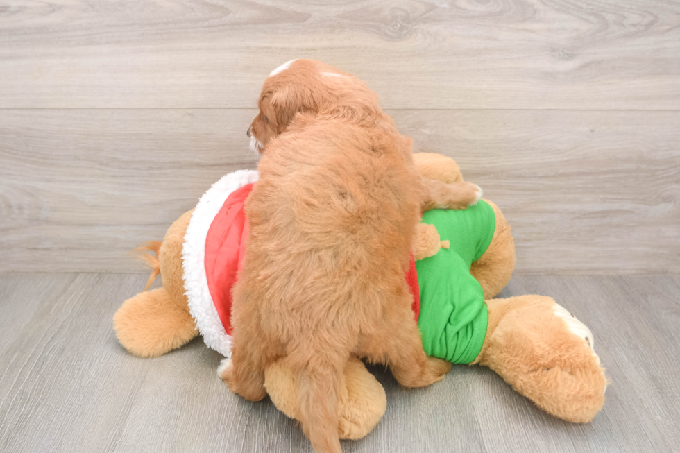 Playful Mini Groodle Poodle Mix Puppy