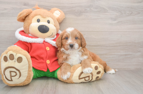 Mini Goldendoodle Puppy for Adoption