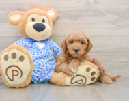 6 week old Mini Goldendoodle Puppy For Sale - Premier Pups