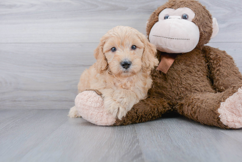 Best Mini Goldendoodle Baby