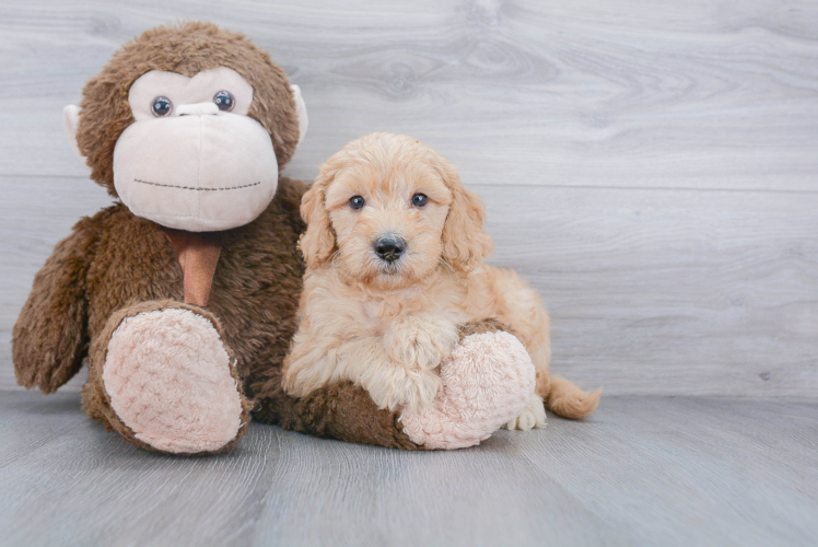 Fluffy Mini Goldendoodle Poodle Mix Pup