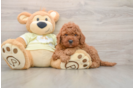 Adorable Golden Retriever Poodle Mix Poodle Mix Puppy