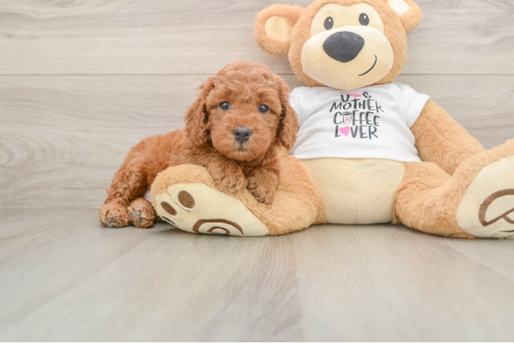 Playful Mini Groodle Poodle Mix Puppy