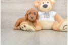 Playful Mini Groodle Poodle Mix Puppy